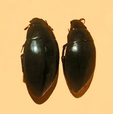 Attēlu rezultāti vaicājumam “Hydrophilidae”