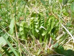 Attēlu rezultāti vaicājumam “Botrychium lunaria”