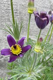 Image result for Pulsatilla