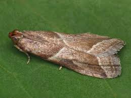 Attēlu rezultāti vaicājumam “Nyctegretis lineana”