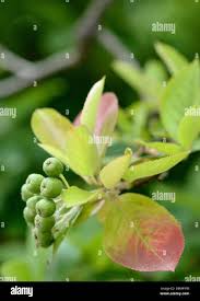 Attēlu rezultāti vaicājumam “Aronia melanocarpa bud”