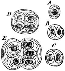 Attēlu rezultāti vaicājumam “Gloeocapsa rupestris”