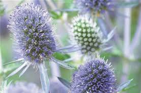 Image result for Eryngium `Blue Hobbit`
