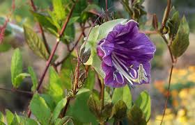 Image result for Glockenrebe