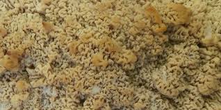 Attēlu rezultāti vaicājumam “Phlebia rufa”