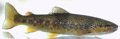 Image result for Salmo macrostigma