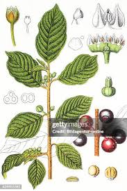 Attēlu rezultāti vaicājumam “Frangula alnus”