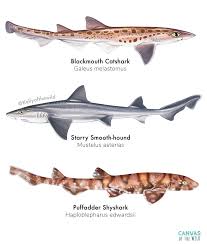 Image result for Mustelus asterias