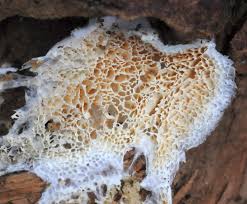 Attēlu rezultāti vaicājumam “Postia sericeomollis”