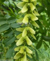 Attēlu rezultāti vaicājumam “Pterocarya fraxinifolia leaf”