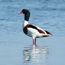 Attēlu rezultāti vaicājumam “Tadorna tadorna male”