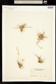 Attēlu rezultāti vaicājumam “Agrostis canina”