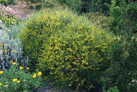 Attēlu rezultāti vaicājumam “Anthyllis arenaria”