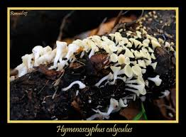 Attēlu rezultāti vaicājumam “Hymenoscyphus calyculus”