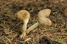 Attēlu rezultāti vaicājumam “Helvella elastica”