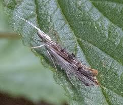 Attēlu rezultāti vaicājumam “Ypsolopha scabrella”