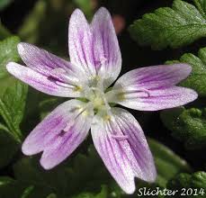 Attēlu rezultāti vaicājumam “Claytonia sibirica flower”