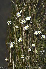 Attēlu rezultāti vaicājumam “Batrachium”