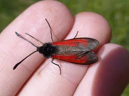 Attēlu rezultāti vaicājumam “Zygaena minos”