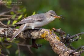 Image result for Hippolais olivetorum