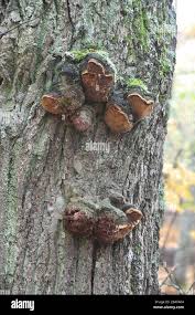 Attēlu rezultāti vaicājumam “Phellinus robustus”