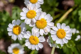 Image result for Tanacetum parthenium