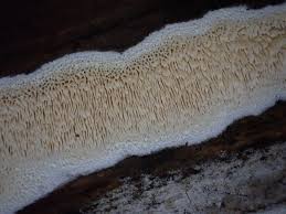 Attēlu rezultāti vaicājumam “Ceriporiopsis aneirina”