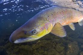 Image result for Salmo salar