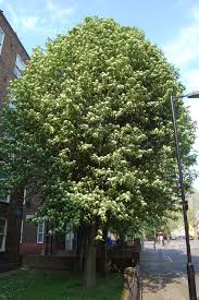 Attēlu rezultāti vaicājumam “Sorbus aria”