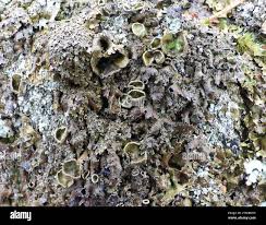 Attēlu rezultāti vaicājumam “Parmelia submontana”