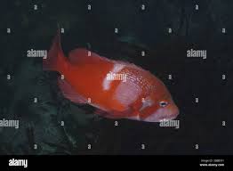 Image result for Chrysoblephus laticeps