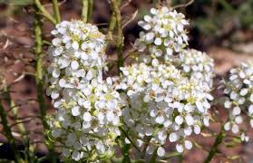 Attēlu rezultāti vaicājumam “Lepidium densiflorum flower”