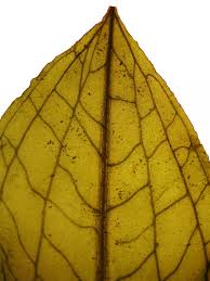 Attēlu rezultāti vaicājumam “Potamogeton lucens leaf”