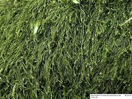 Attēlu rezultāti vaicājumam “Serpoleskea subtilis”