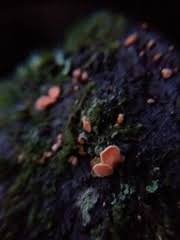 Attēlu rezultāti vaicājumam “Aleurodiscus amorphus”