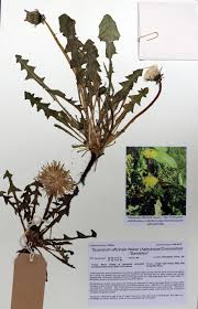 Attēlu rezultāti vaicājumam “Taraxacum officinale aggr.”