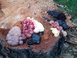 Attēlu rezultāti vaicājumam “Willkommlangea reticulata plasmodium”