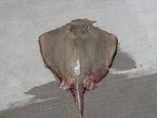 Image result for Hypanus say