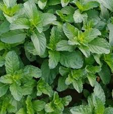Attēlu rezultāti vaicājumam “Mentha arvensis leaf”