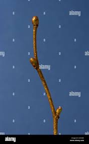 Attēlu rezultāti vaicājumam “Corylus avellana bud”