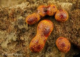 Attēlu rezultāti vaicājumam “Willkommlangea reticulata spores”