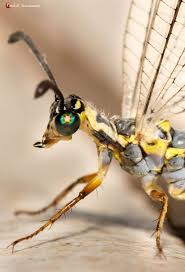 Attēlu rezultāti vaicājumam “Myrmeleontidae”