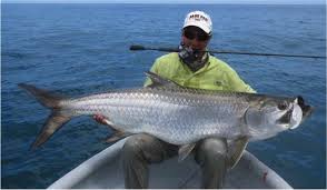 Image result for Megalops atlanticus