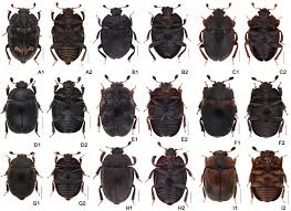 Attēlu rezultāti vaicājumam “Nitidulidae”