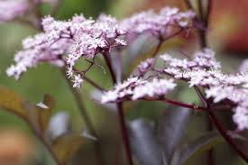 Attēlu rezultāti vaicājumam “Sambucus nigra flower”