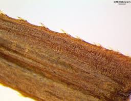 Attēlu rezultāti vaicājumam “Bidens tripartita fruit”