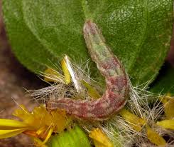 Attēlu rezultāti vaicājumam “Eupithecia centaureata”