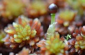 Attēlu rezultāti vaicājumam “Sphagnum centrale sporophyte”