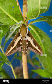 Attēlu rezultāti vaicājumam “Hyles gallii imago”