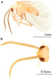 Attēlu rezultāti vaicājumam “Coniopterygidae”